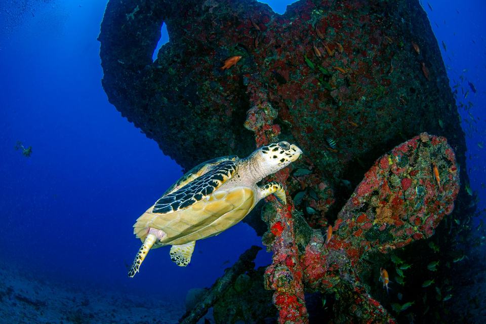 Hawksbill sea turtle in underwater environment